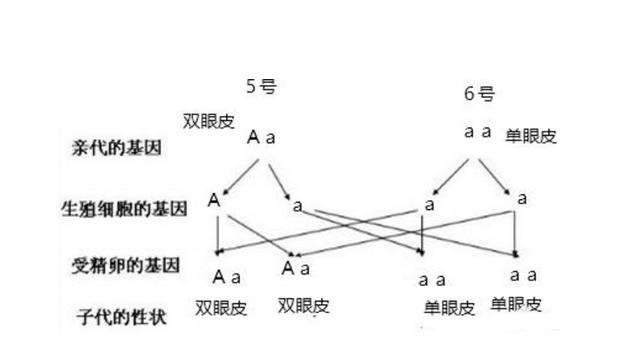 双眼皮的血统来源于哪个名族 中国人双眼皮是少数名族的血统吗