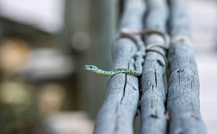 生当陨首解释 生当陨首的意思