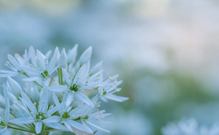 狗行千里吃屎 狗行千里吃屎深度意思