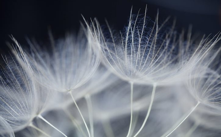 (消落带植物)重庆哪里可以买到消落带植物？谢谢真实推荐