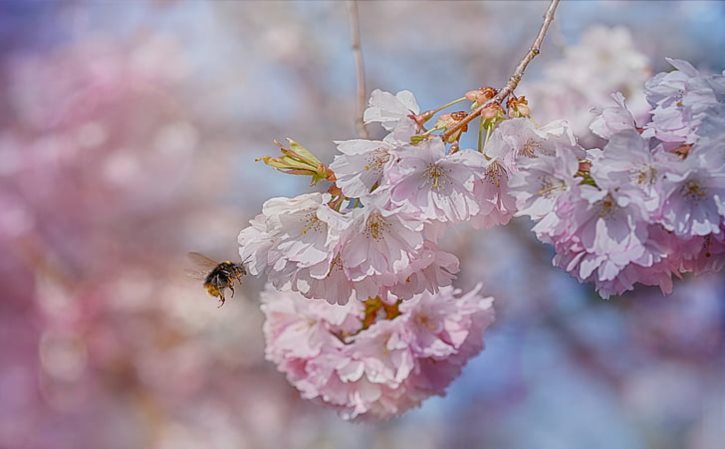 美容一年花多少钱合适 美容养颜的花茶