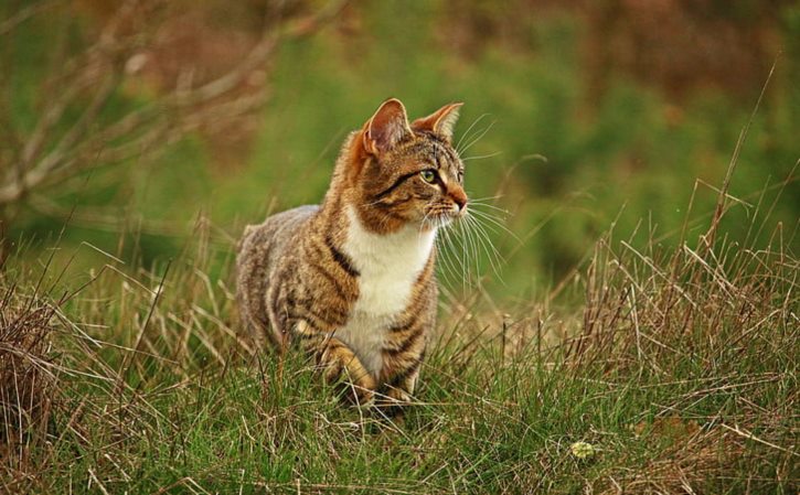 注射猪瘟疫苗后仔猪拉稀怎么办？ 仔猪拉稀能打猪瘟疫苗吗