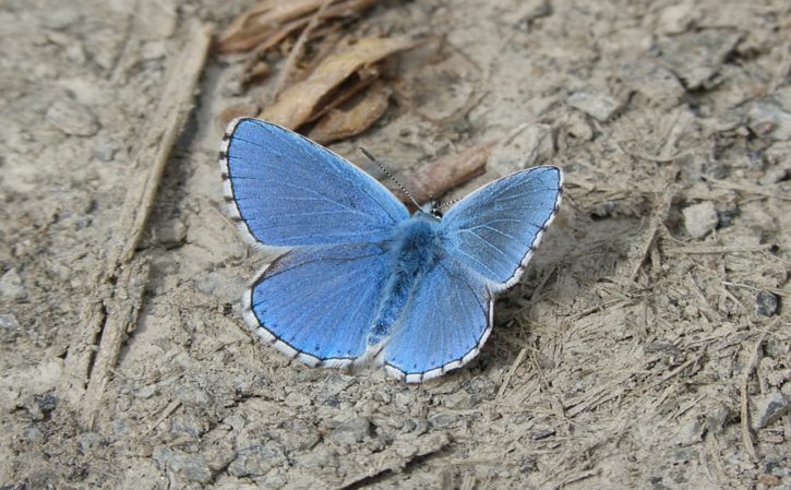 苹果树图片 苹果树图片简笔画