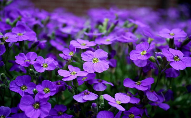 桂花树品种 桂花树最名贵是啥品种