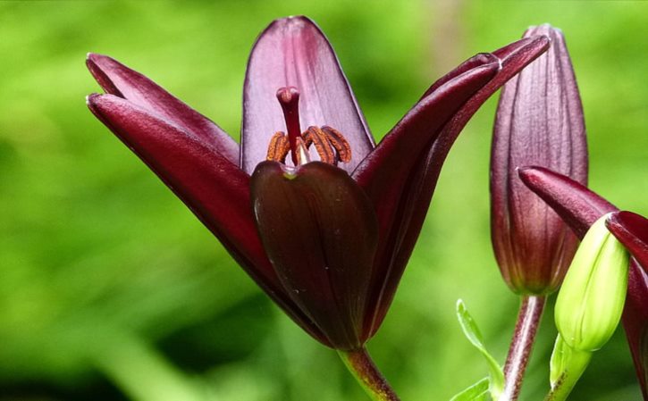 芜湖大司马lol直播视频