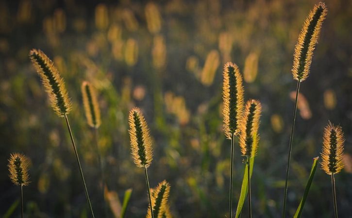 金枪鱼三明治食谱 赛百味金枪鱼三明治