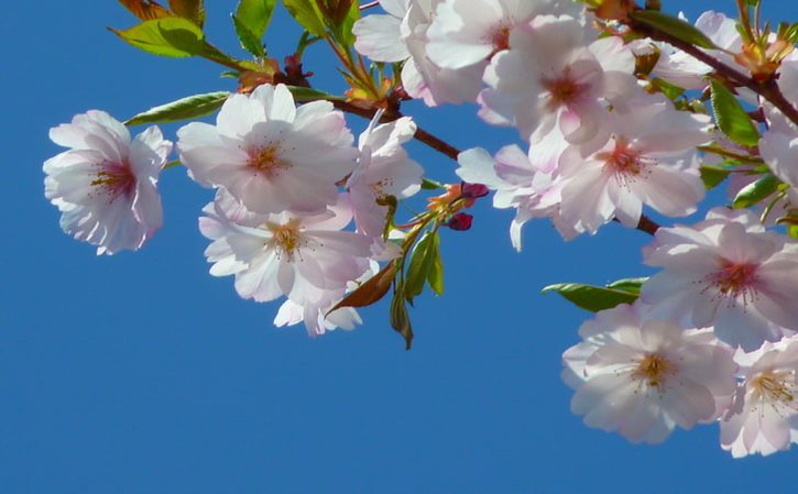 山茶花洁面(山茶花洁面适合肤质)