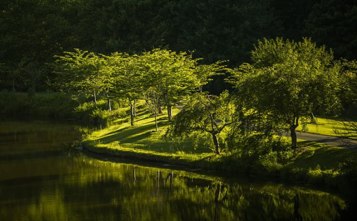 阿莫惹古是黑彝还是白彝 阿摸惹古 阿曲拉玛家谱