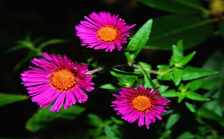 蔚然花海汽车影院体验感怎么样？蔚然花海怎么样