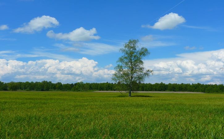 花叶上又粘粘的 花儿的叶子发粘是什么病啊