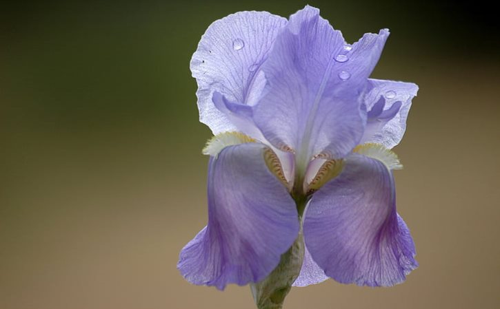 菠菜的种植方法 菠菜籽怎么种植方法