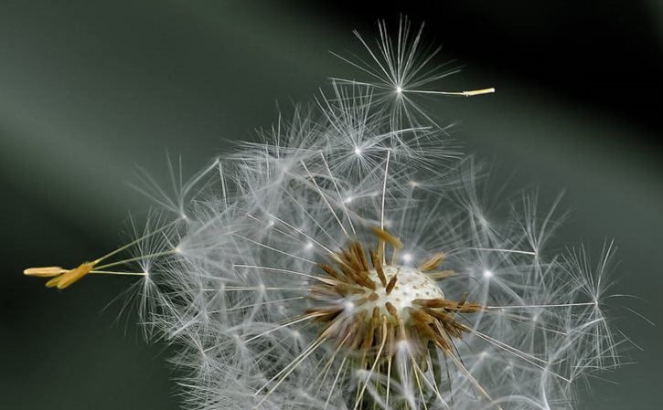 被子有黑色细小虫子 蠕动的黑色短细的虫子