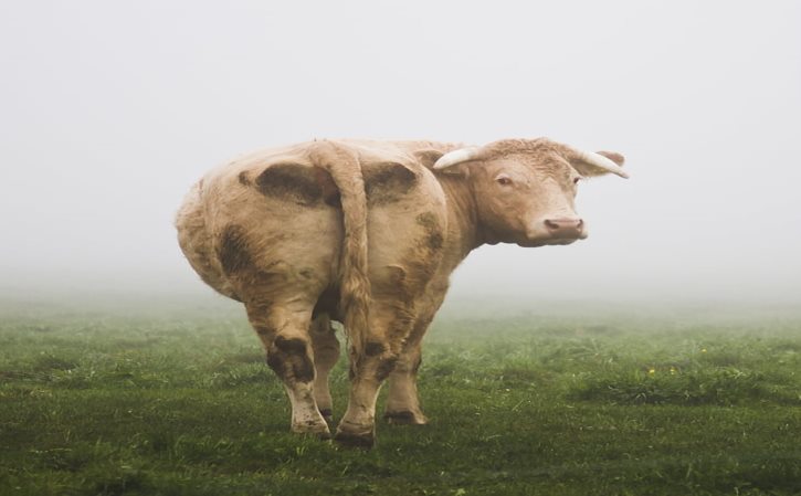 列举出新疆分布着哪些地文景观水域风光和生物景观的典型景点？