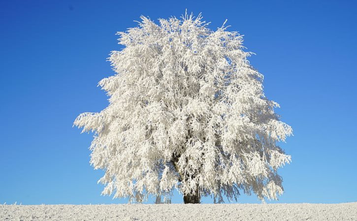 北极有虫子吗 南极的虫子