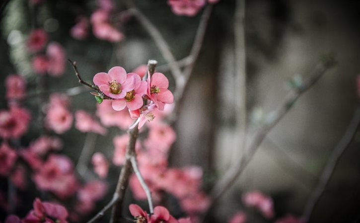 管晨辰回应吴柳芳 管晨辰再次怒怼吴柳芳