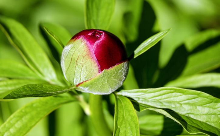 花开花落猜一生肖数字 花开花落指什么生肖