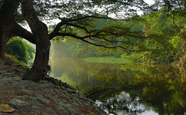 大量收购野生车前草 车前草干货150元每斤