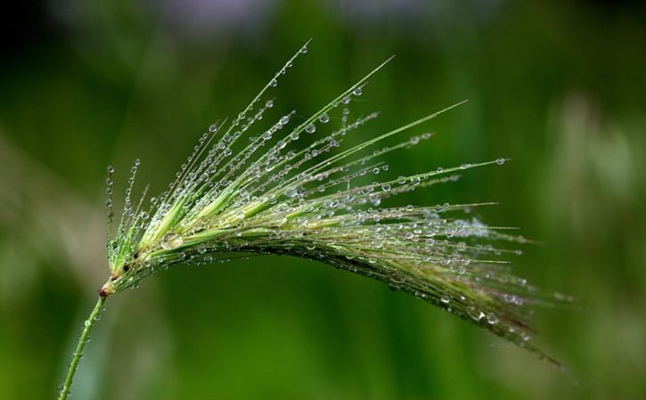 郑钦文战胜过高芙吗 郑钦文跟高芙交手记录