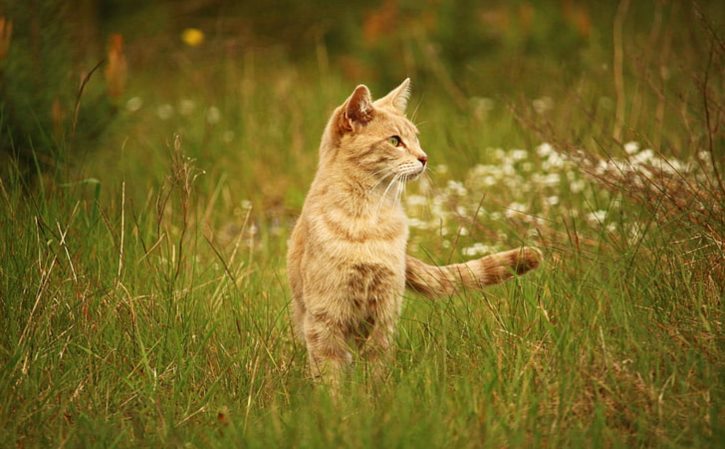 十二生肖力量大的动物 力气大的动物猜生肖