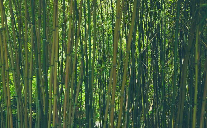 芥花油好还是花生油好 芥花油和花生油那个好