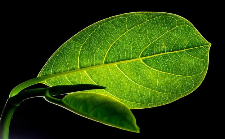 茄子净润泥霜面膜 缤肌茄子净润泥霜面膜