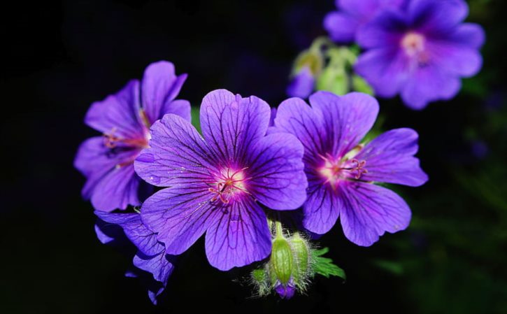 苜草净除草剂能打死红豆草吗？