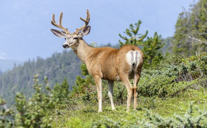 山东舰上有女兵吗 山东舰百科