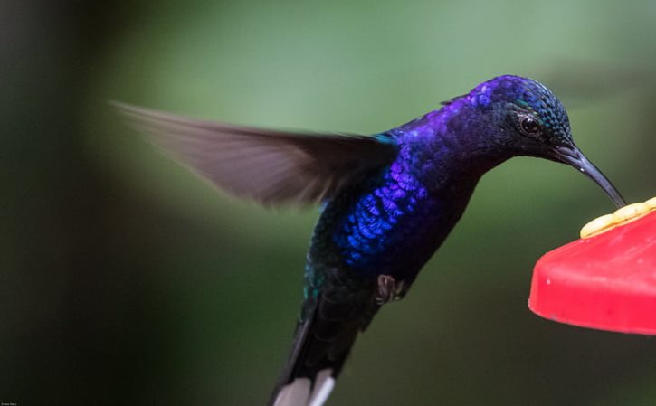 流星花园鲜花可以开在超市里面吗？流星花园在哪里拍摄