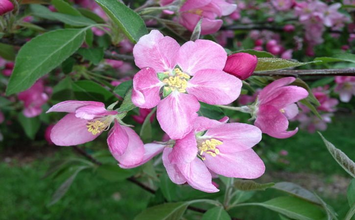 孩子吃益生菌好吗(益生菌几岁孩子吃合适)