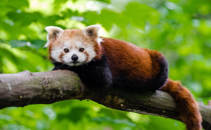 60cm的鱼缸养几条鸿运当头 有人用60的缸养招财猫鱼吗