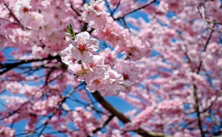 农村拆迁勘察标记 村里在测量并作了标记