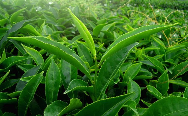 解除草剂药害最好的药 解除药害的最快方法