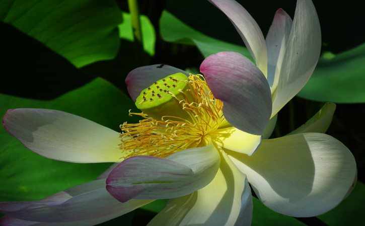 美漾嫣植祛痘效果怎么样 美漾嫣植祛痘5件套