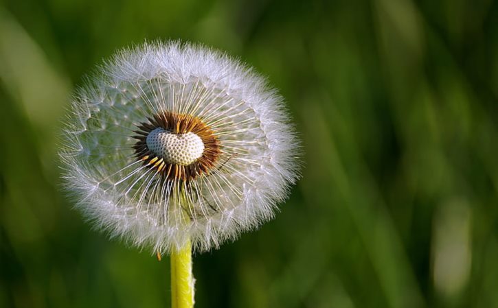 苍耳子有什么作用？ 苍耳子治疗鼻炎偏方