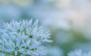 除夕哪年开始为法定节假日