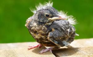 鳄鱼能当宠物养吗 养宠物鳄鱼犯法吗